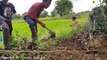 A Group of Cowboys Catch Big Snake by Digging Hole While Looking after Cows