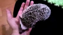 手乗りハリネズミ トレーニング4 ♥ Hand riding hedgehog training4