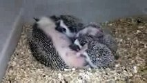 手乗りハリネズミ 授乳中 ♥ Hand riding hedgehog Breastfeeding