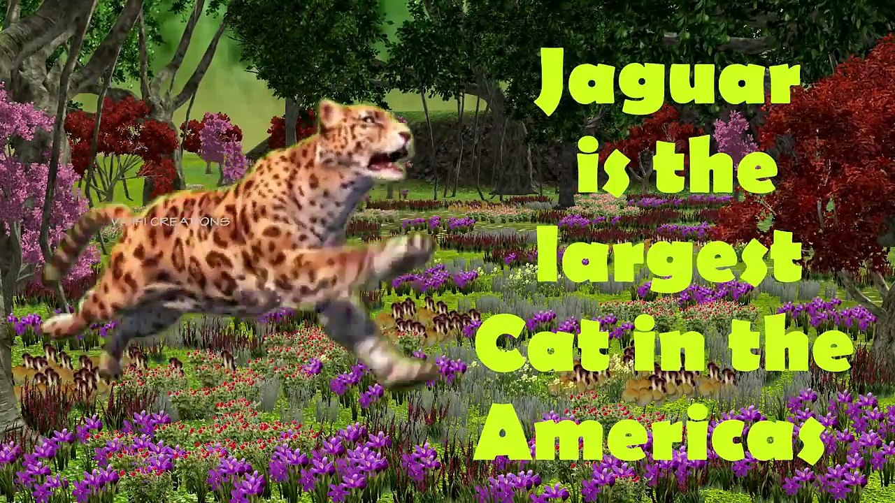 Wild Animals Finger Family Rhyme | Wild Cats Finger Family Songs | Lion, Tiger, Panther, Jaguar, Cat