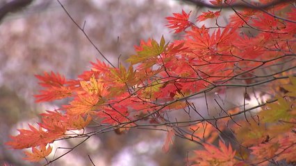 지리산 타는 단풍에 물들어 / YTN