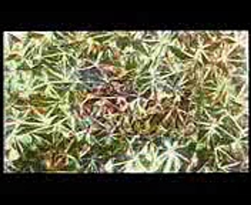 Mahoujin Guru Guru - Magic Circle Movie OP