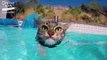 Stray Kitten Adopted by Husky Dog Comeback Kids Ep. 2 Trailer  The Dodo