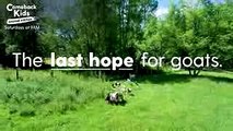 The Last Hope for Goats Episode 4 TRAILER  The Dodo
