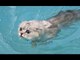 Cats hate water- Funny Cats in water compilation 2017