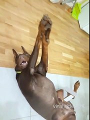 Ce gros chien joue à coucou / caché avec ses pattes ! trop mignon