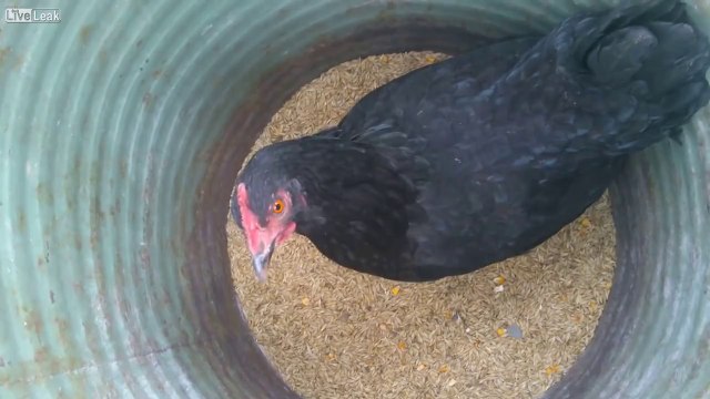 Angry Birds en vrai : une poule chasse des souris !