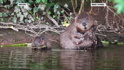 Beavers claw out of extinction in UK