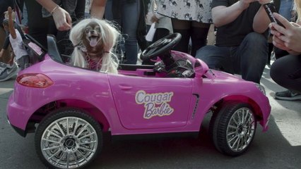 The Spookiest Dogs of Halloween