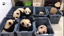 Des bébés pandas qui veulent s'échapper de leur boite en plastique