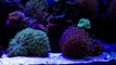 How to Remove Nitrates - New corals, Fish & Shrimp - Reef Update