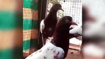 best tippler pigeon hand freed & daley ivity good pigeons
