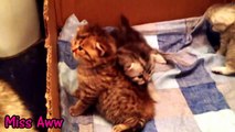 Baby Kittens Making Cute Noises | Too Cute !