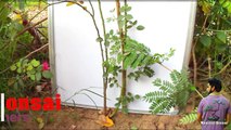 कैसे करे गुलाब की बड ग्राफ्टिंग /How to Graft Roses Bud Grafting with Update / Mammal Bonsai