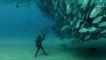 Un plongeur filme une "tornade" de thons au fond de la mer... Impressionnant