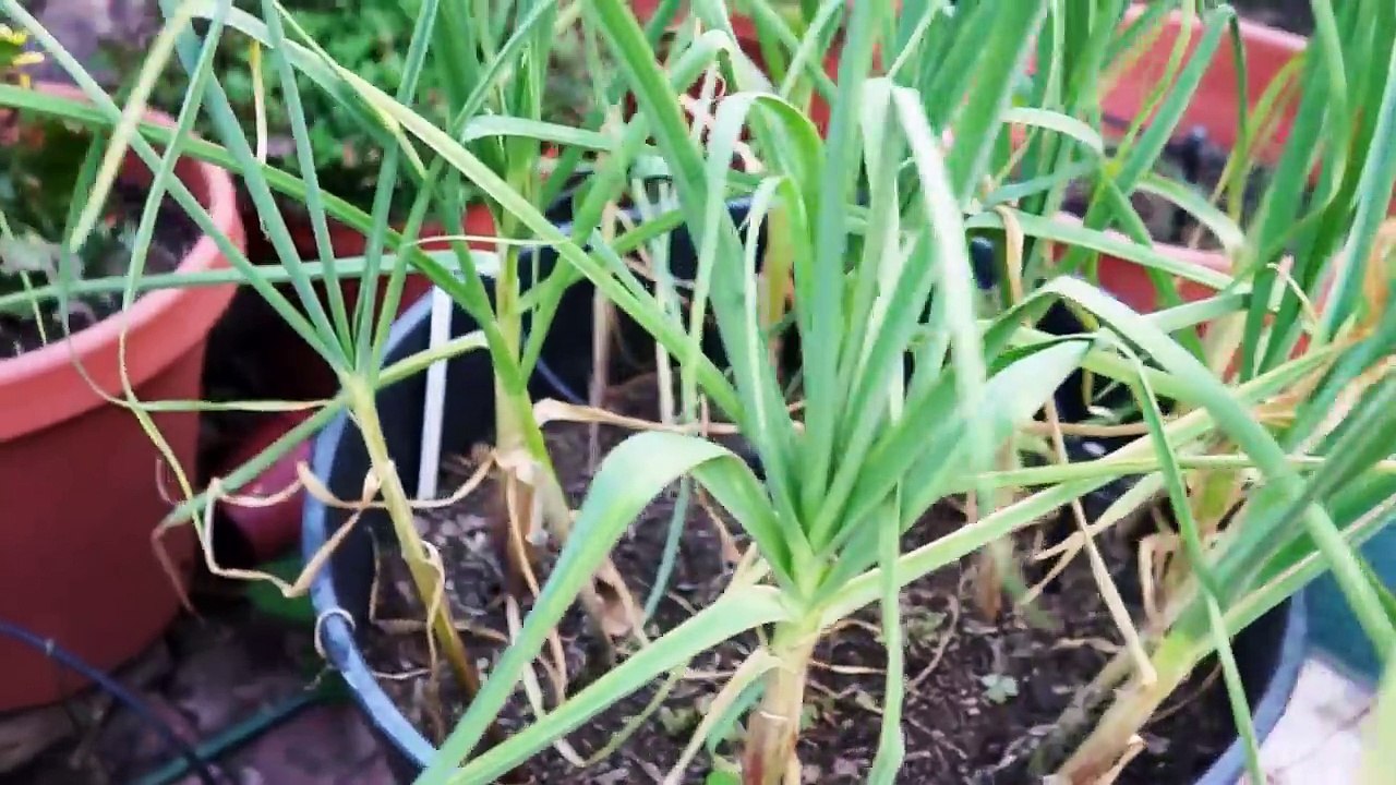 How to Plant & Grow Garlic in Whisky Barrel Containers or Large Containers