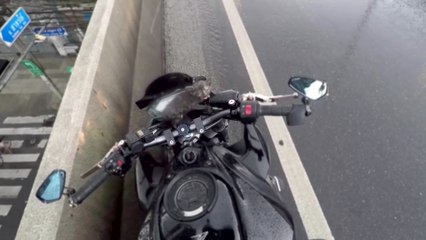 Un motard sauve un chat