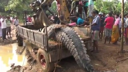 Un crocodile de près d’une tonne est sauvé par des habitants du Sri Lanka et remit en liberté dans la rivière