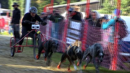 Des chiens de traineaux… sur terre