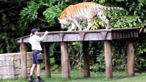 Tigers Jumping High & Climbing - Tiger Island Show @ Dreamworld, Australia