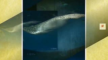 『所さんの目がテン！』世界初の快挙！「ジンベイザメの深海での捕食映像」を撮影成功 Japan Trending