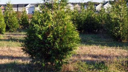 Cryptomeria Japonica Growing  Next to your Home
