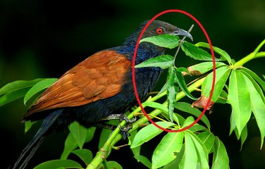 Đi tìm cây thuốc mà chim bìm bịp mẹ mang về đắp cho chim non lành xương