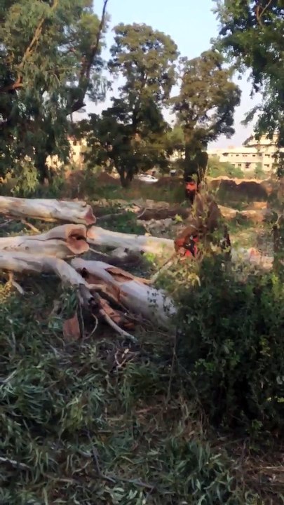 Islamabad Trees Cutting