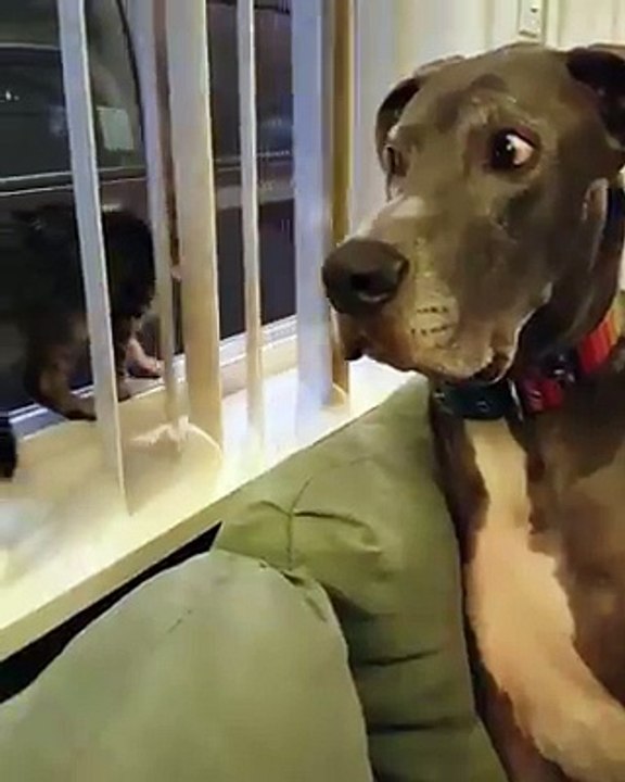 Ce Chien Est Tellement Drôle ! Un vrai Comédien !