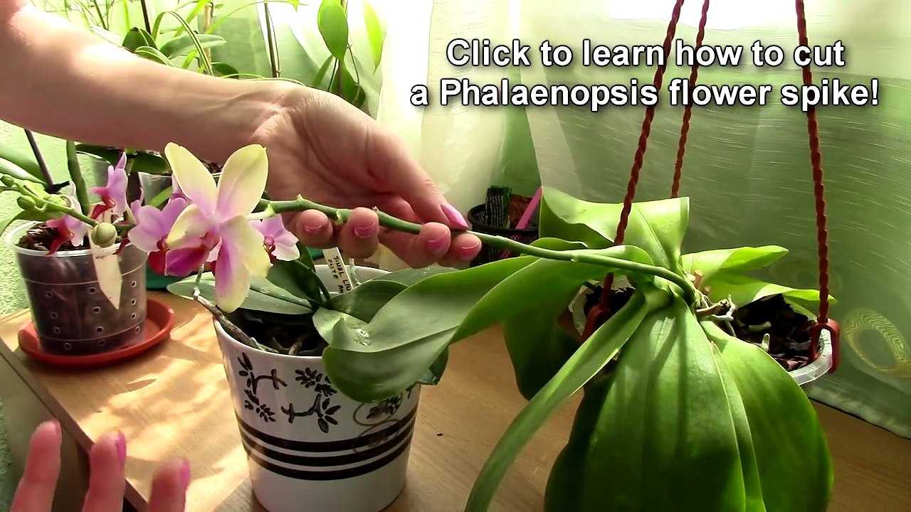 How to care for orchids after blooms fall