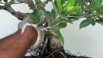 Bonsai Tutorials for Beginners: Ficus Root Tansfer from Branch to Trunk to Correct Taper