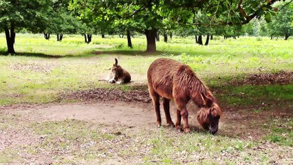 Zu Besuch in der Wahner Heide – Tiere 1