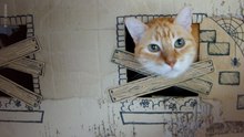 Halloween Haunted Cat House Makeover