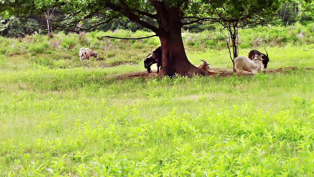Zu Besuch in der Wahner Heide – Tiere 2