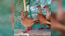 best fancy pigeons breeders loft 011