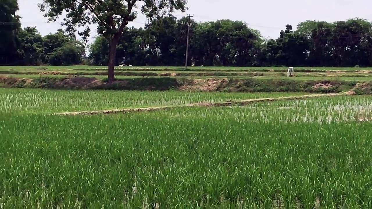 Catch N Cook - Catching Fish in Big Waves - Fresh Fish Pakora cooked in My Village