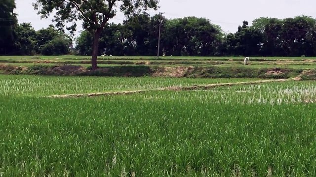 Catch N Cook - Catching Fish in Big Waves - Fresh Fish Pakora cooked in My Village