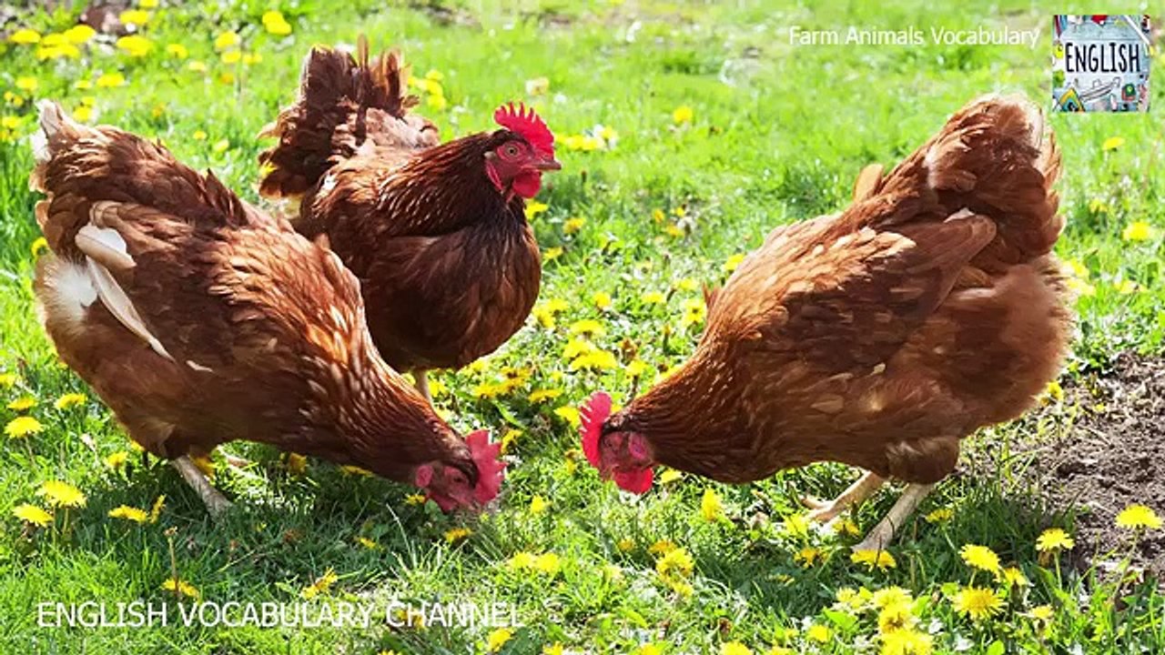 Vocabulary animals | Farm animals | Vocabulary words with meaning | English vocabulary