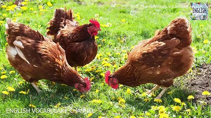 Vocabulary animals | Farm animals | Vocabulary words with meaning | English vocabulary