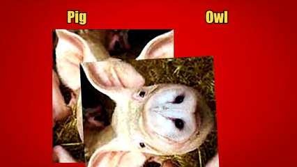 12 ILLUSIONS THAT WILL TRICK YOUR EYES