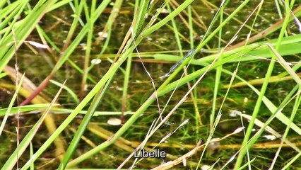 Zu Besuch in der Wahner Heide – Biotop