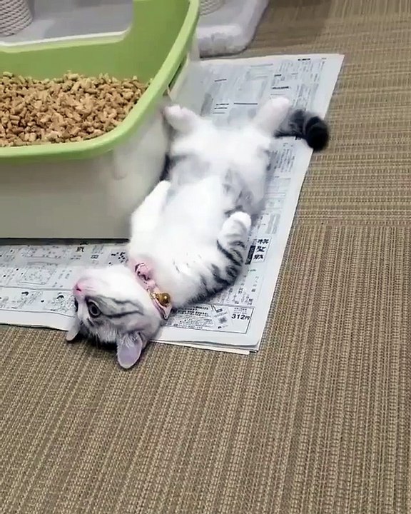 Video Kucing Lucu #045 | Vera Kitty 2017