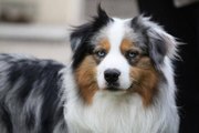 Do you know about the Australian Shepherd dogs? They are very intelligent dogs.