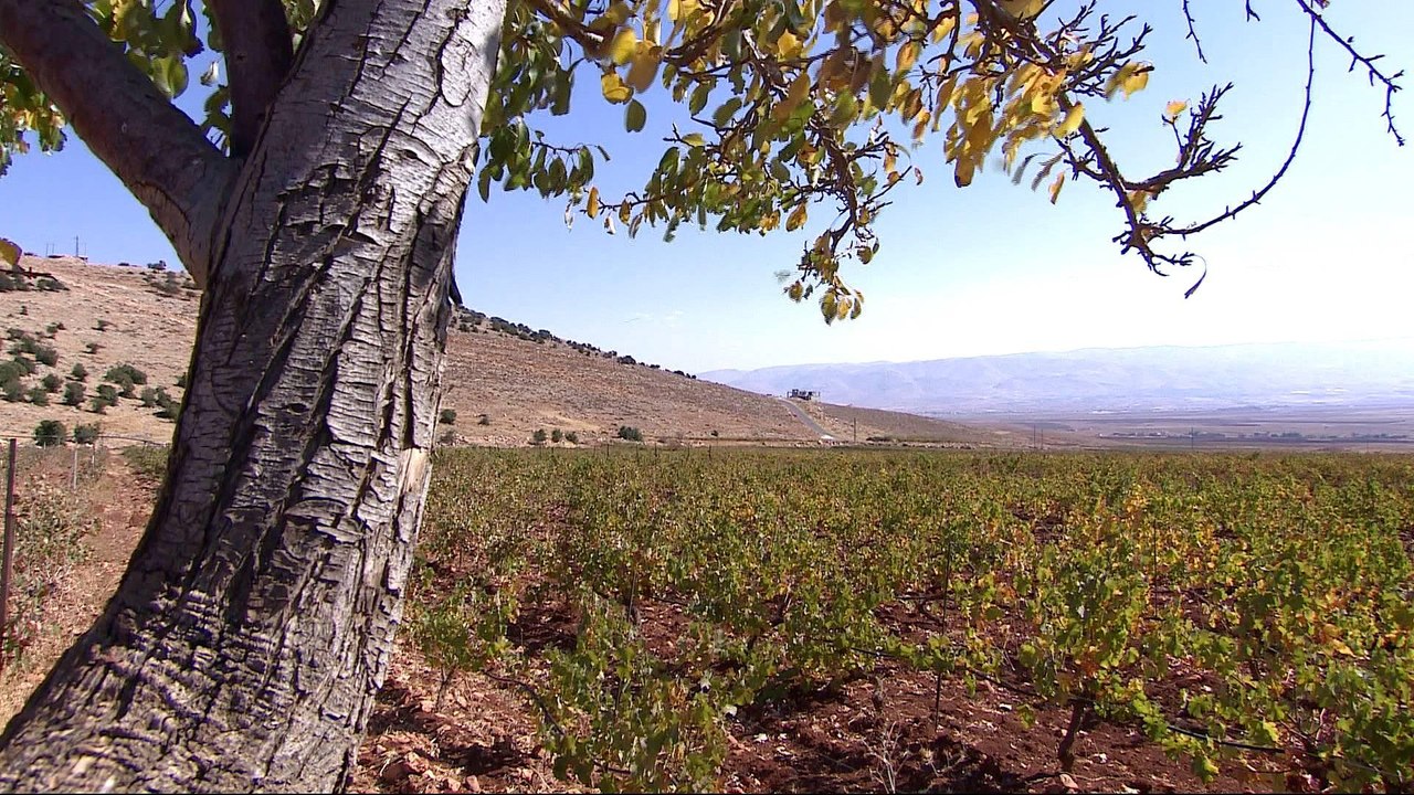 Lebanon's illicit cannabis trade goes up in smoke amid Syria war