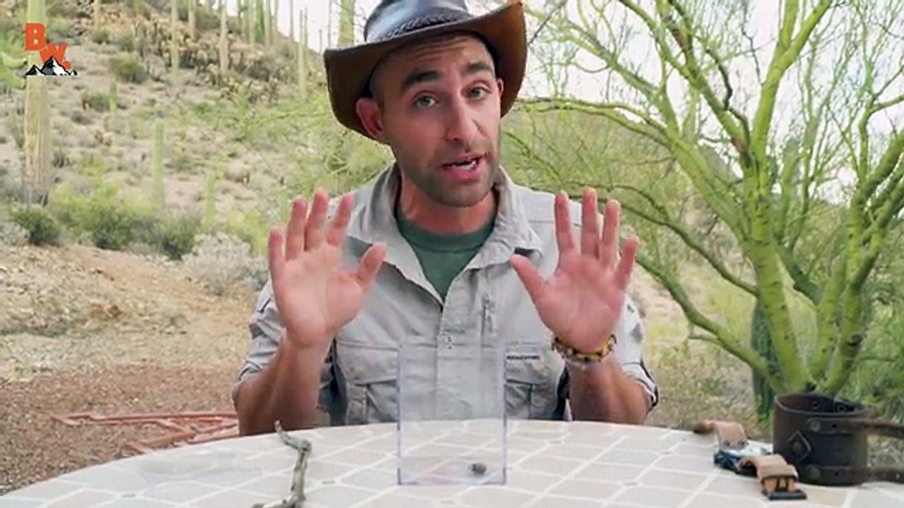 WILL IT BITE?! - Black Widow Challenge