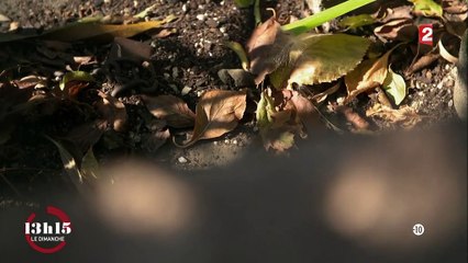 "13h15". Quand une trace ADN a permis de démasquer le meurtrier présumé de deux jeunes femmes à Perpignan...