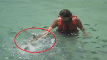 Baby White Shark Attacks on Girl Feeding To Fish at Beach - Live Video