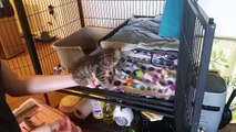 Bringing New Foster Kittens Home and Caring for Them!