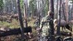 Oblivious elk stand just feet away from incredibly well-camouflaged man