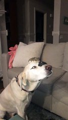 A Dog and His Hamsters